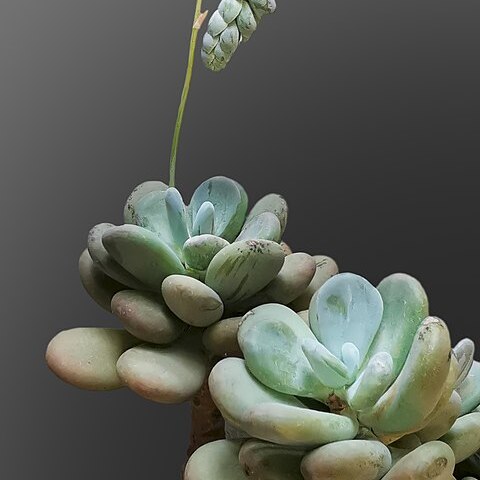 Pachyphytum unspecified picture