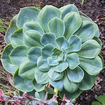 Echeveria secunda unspecified picture