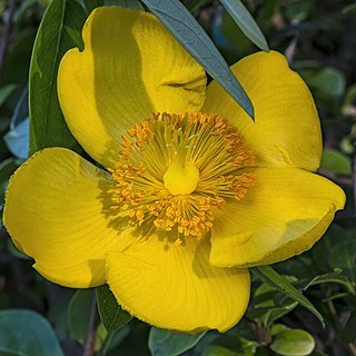 Hypericum unspecified picture