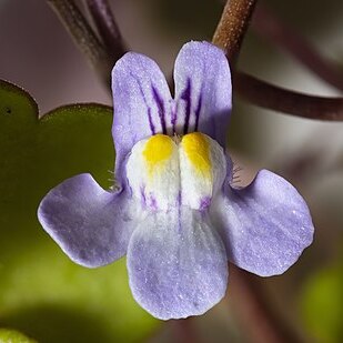 Cymbalaria unspecified picture