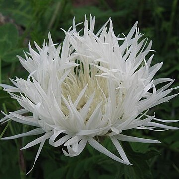 Centaurea cheiranthifolia unspecified picture