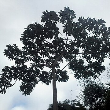 Cecropia hololeuca unspecified picture