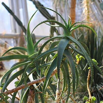 Aloe acutissima unspecified picture