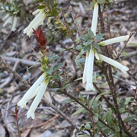 Epacris sparsa unspecified picture