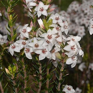 Epacris barbata unspecified picture