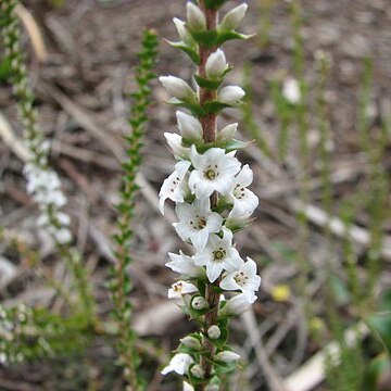 Epacris gunnii unspecified picture