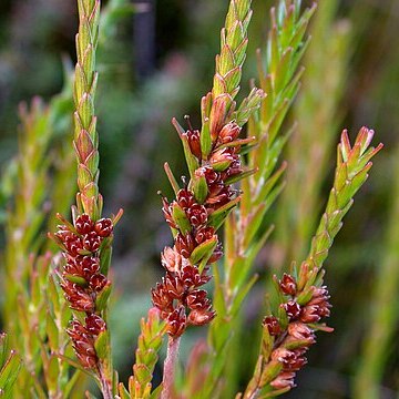 Epacris corymbiflora unspecified picture