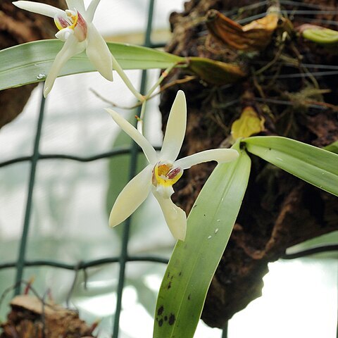 Dendrobium triflorum unspecified picture