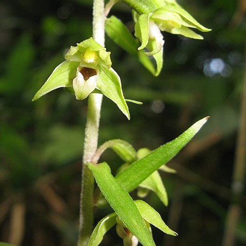 Epipactis papillosa unspecified picture