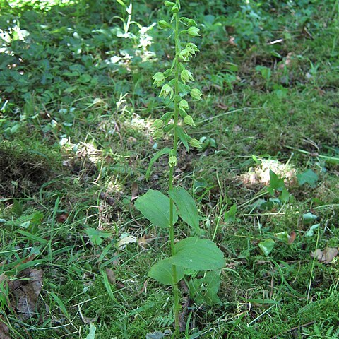 Epipactis albensis unspecified picture