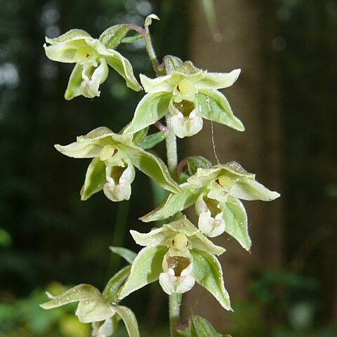 Epipactis x schulzei unspecified picture