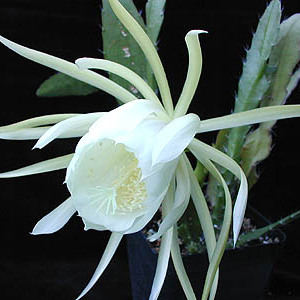 Epiphyllum unspecified picture