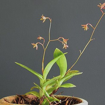 Epidendrum compressum unspecified picture