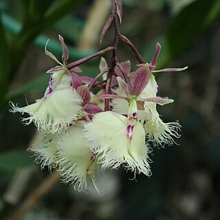 Epidendrum ilense unspecified picture