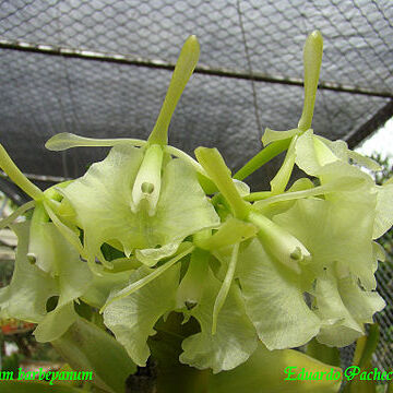 Epidendrum barbeyanum unspecified picture