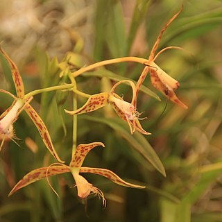 Epidendrum cirrhochilum unspecified picture