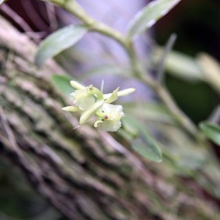 Epidendrum firmum unspecified picture