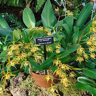 Epidendrum oerstedii unspecified picture