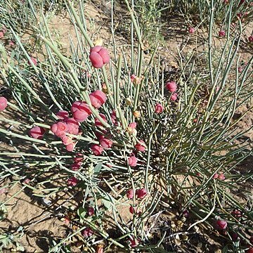 Ephedra dahurica unspecified picture