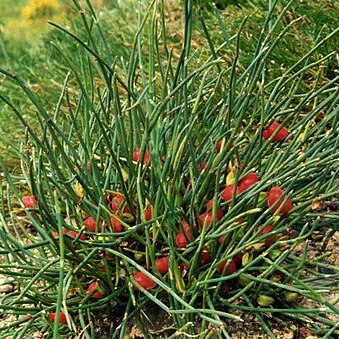 Ephedra monosperma unspecified picture