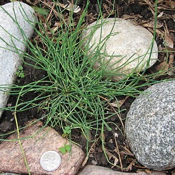 Ephedra regeliana unspecified picture