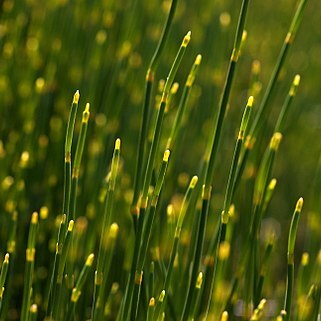 Ephedra distachya subsp. helvetica unspecified picture