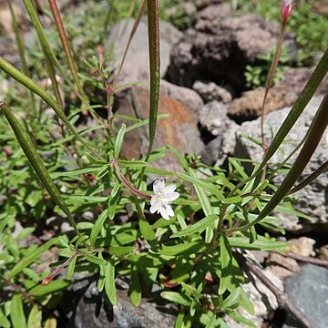 Epilobium fauriei unspecified picture