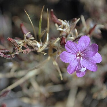 Epilobium nivium unspecified picture