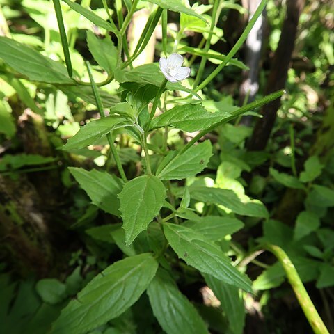 Epilobium amurense unspecified picture