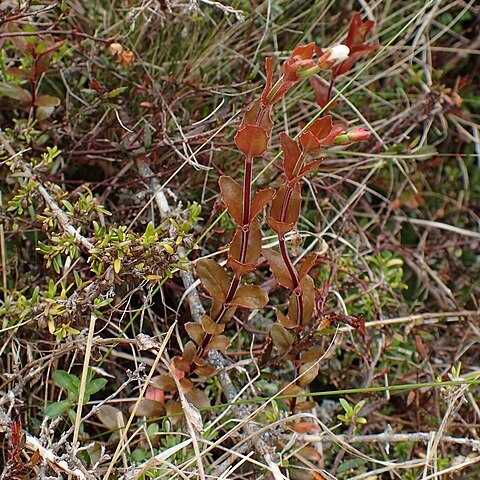 Epilobium alsinoides unspecified picture