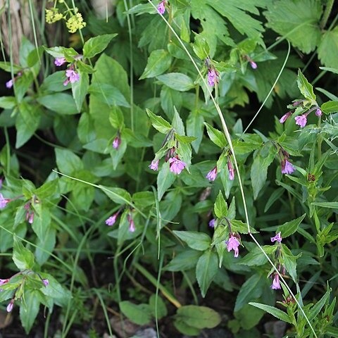 Epilobium algidum unspecified picture