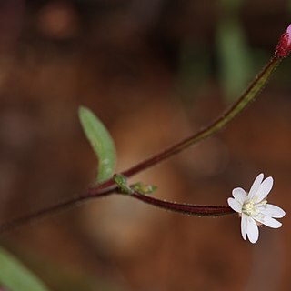 Epilobium minutum unspecified picture