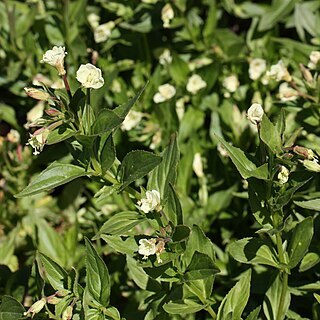 Epilobium luteum unspecified picture