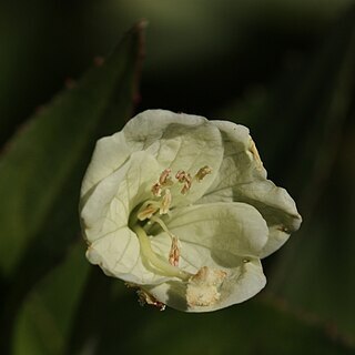 Epilobium luteum unspecified picture