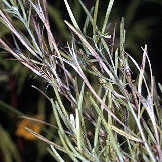 Epilobium leptophyllum unspecified picture