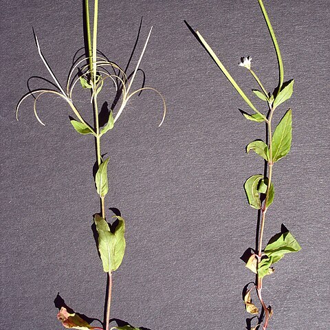 Epilobium nutans unspecified picture