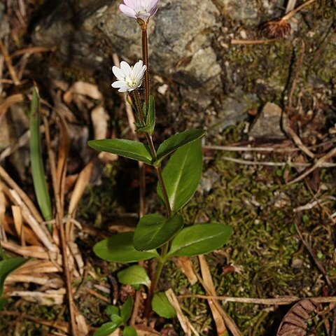 Epilobium clavatum unspecified picture