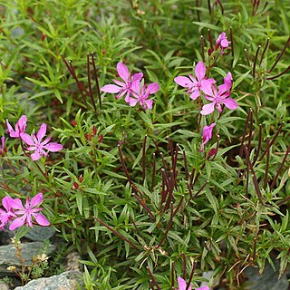 Epilobium colchicum unspecified picture