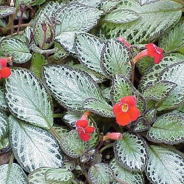 Episcia unspecified picture