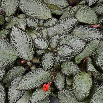 Episcia reptans unspecified picture