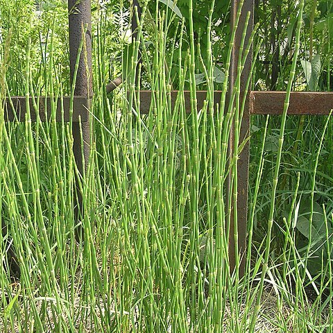 Equisetum moorei unspecified picture