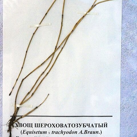 Equisetum x trachyodon unspecified picture