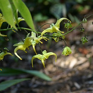 Epimedium franchetii unspecified picture