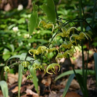 Epimedium franchetii unspecified picture