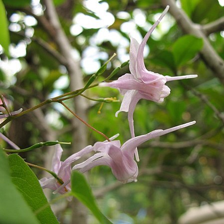 Epimedium grandiflorum unspecified picture