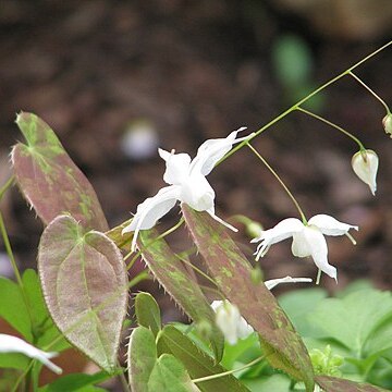 Epimedium ogisui unspecified picture