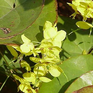 Epimedium unspecified picture