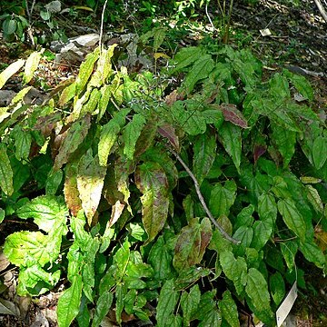 Epimedium pubescens unspecified picture