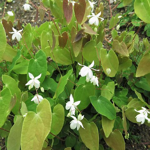 Epimedium diphyllum unspecified picture