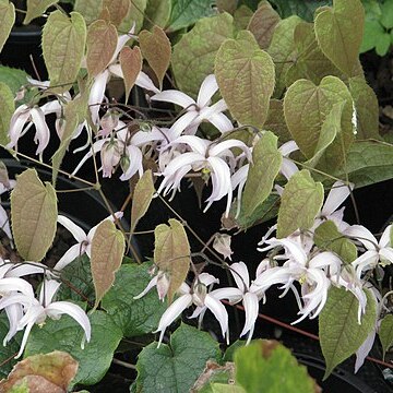 Epimedium leptorrhizum unspecified picture